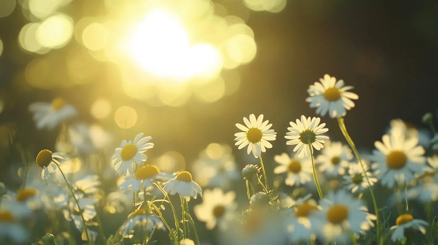 Should I Take Vitamin D Before Fertility Treatment?
